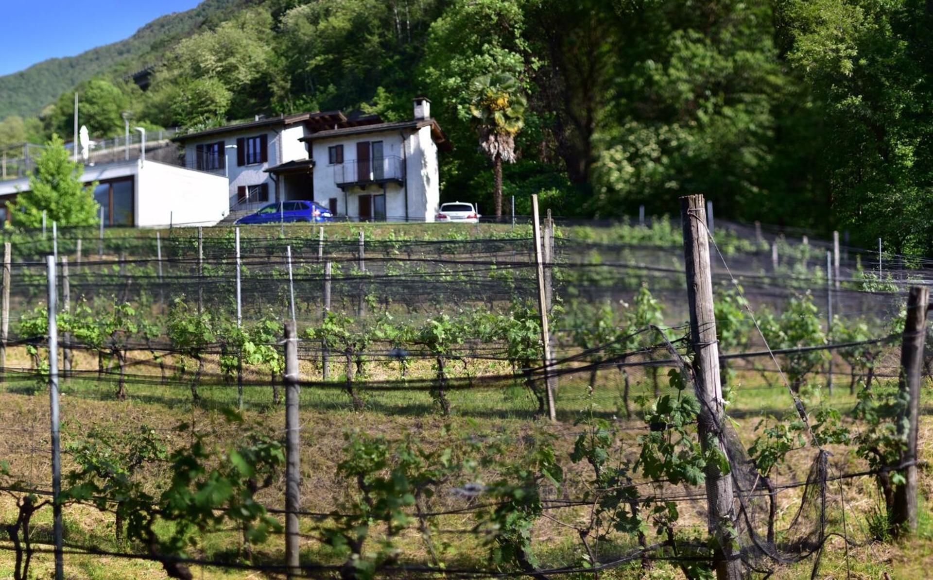Bed and Breakfast Viva Bacco Gambarogno Exteriér fotografie